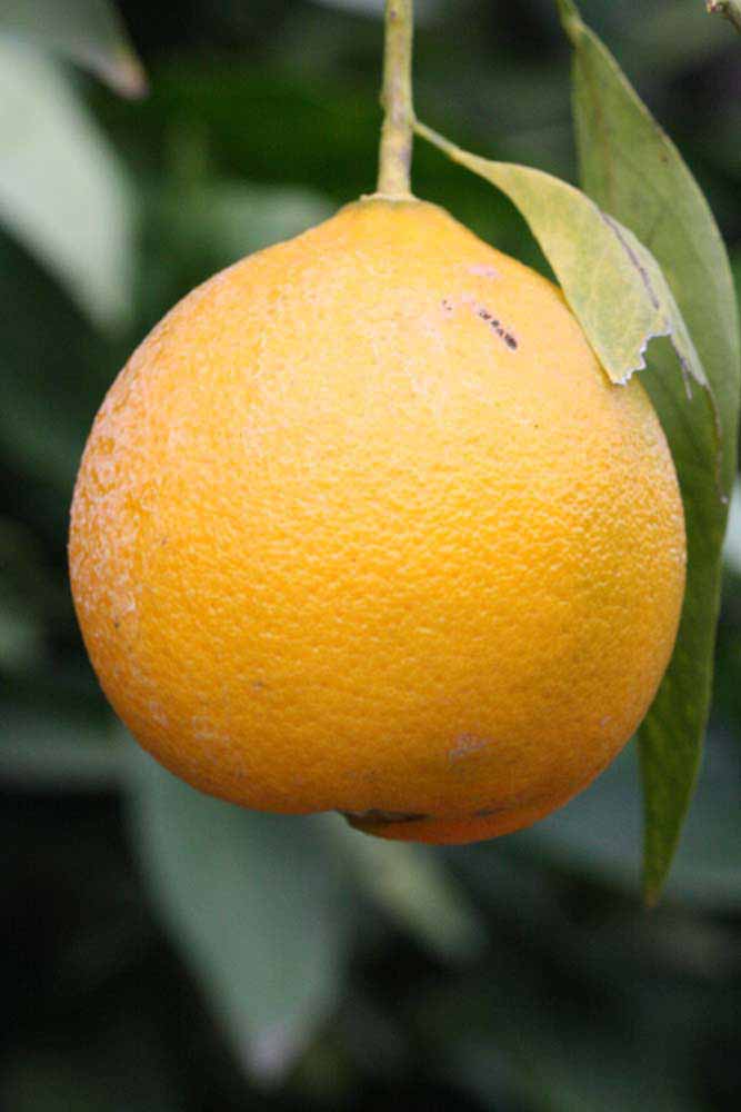              Fruit (Riverside, CA)       